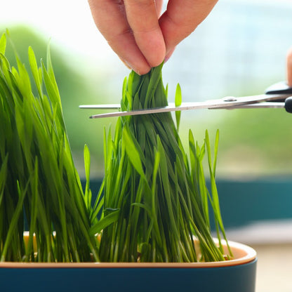 Cat Grass Hydroponic Growing Box