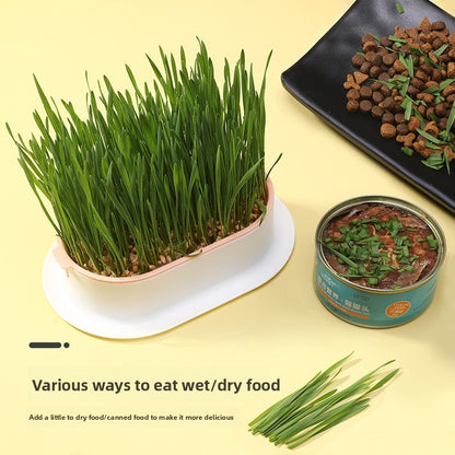 Cat Grass Hydroponic Growing Box